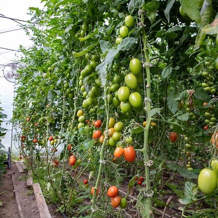 La Vieille Ferme, Ecogite Saint-Fulgence 外观 照片