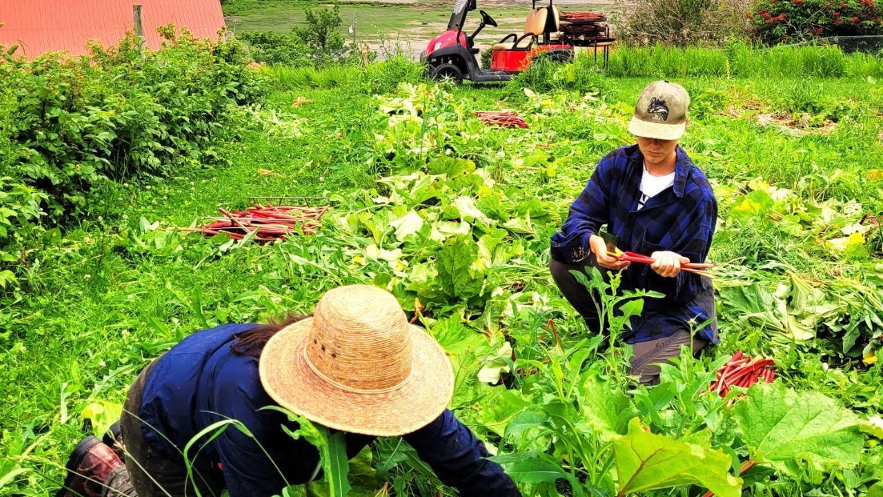 La Vieille Ferme, Ecogite Saint-Fulgence 外观 照片
