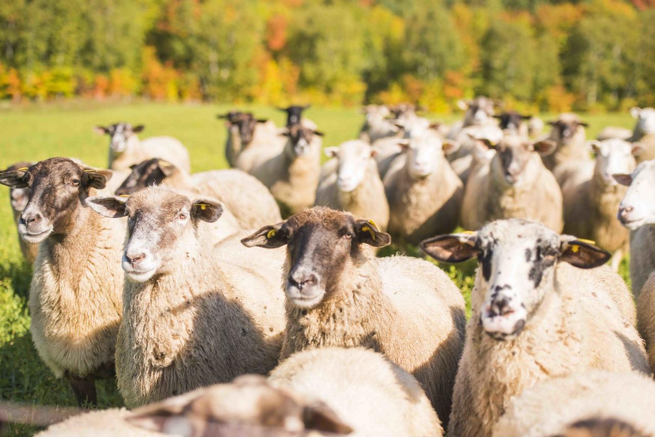 La Vieille Ferme, Ecogite Saint-Fulgence 外观 照片